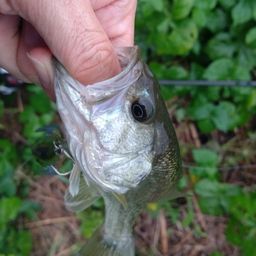 ラージマウスバス