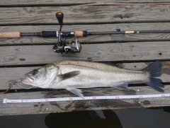 シーバスの釣果