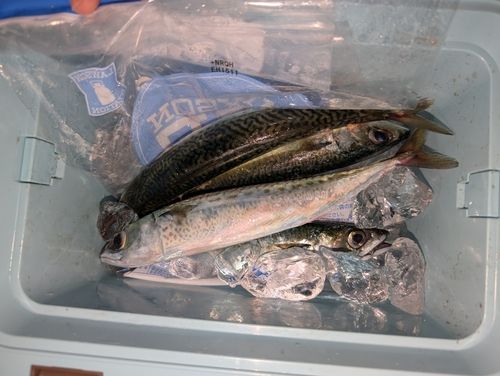 ゴマサバの釣果