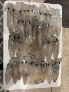 マメイカの釣果