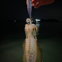 アオリイカ