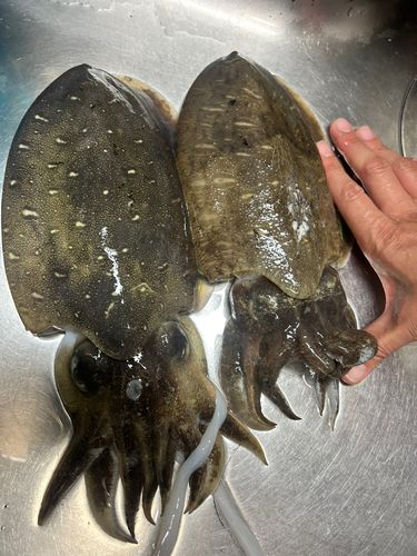 コウイカの釣果