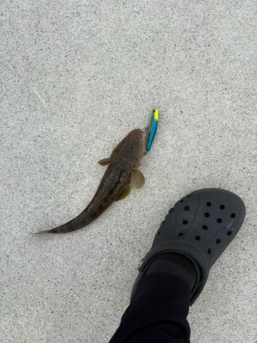 マゴチの釣果