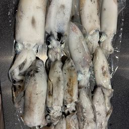 アオリイカ