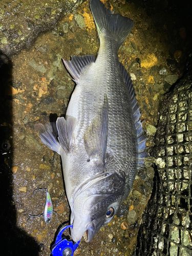 チヌの釣果