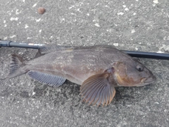アイナメの釣果