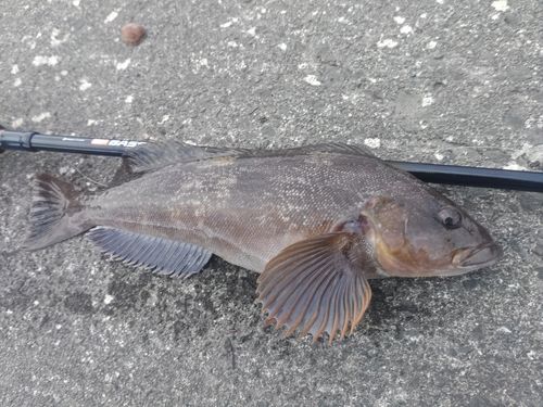 石狩湾