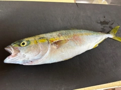 フクラギの釣果