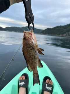 オオモンハタの釣果