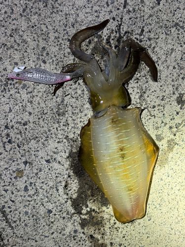 アオリイカの釣果