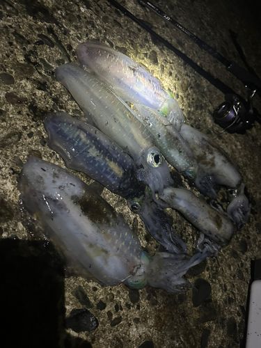 アオリイカの釣果