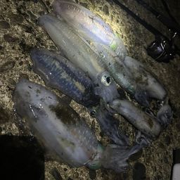 アオリイカ