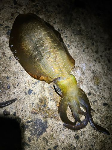 アオリイカの釣果