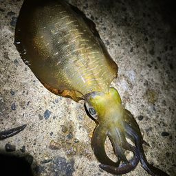 アオリイカ