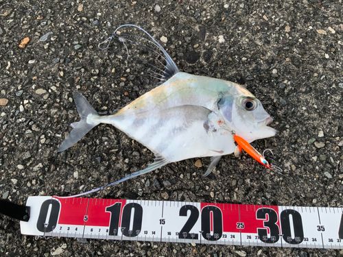 イトヒキアジの釣果