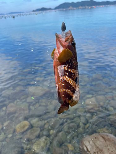 キジハタの釣果