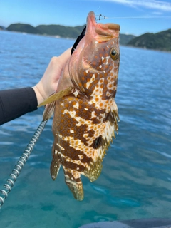 キジハタの釣果