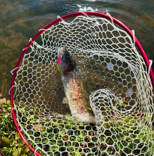 ニジマスの釣果