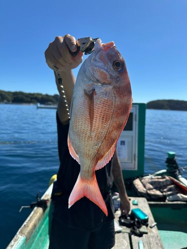 タイの釣果