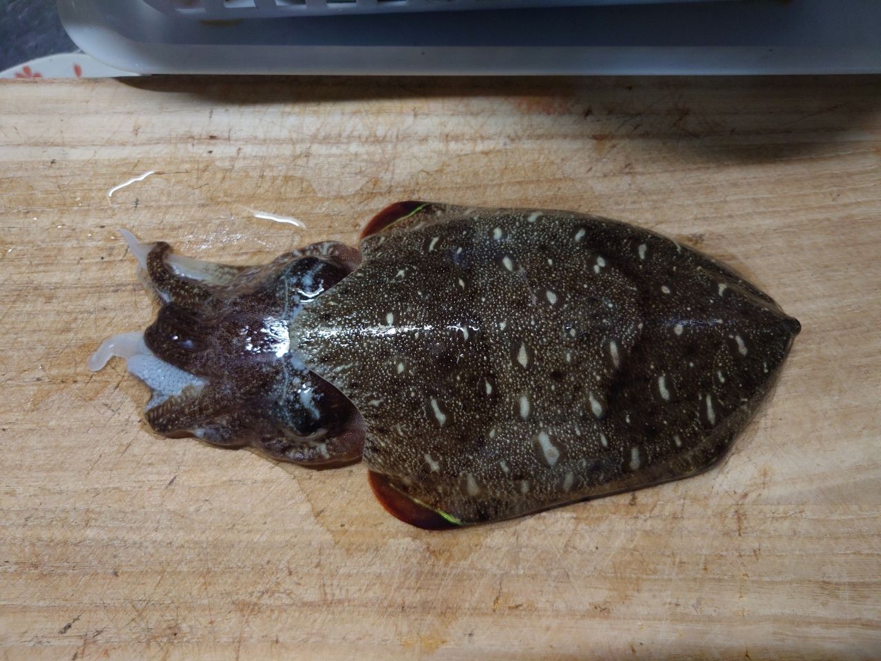 モンゴウイカ