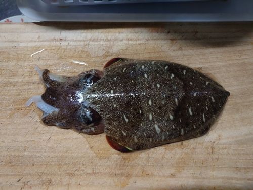 モンゴウイカの釣果