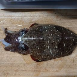 モンゴウイカ