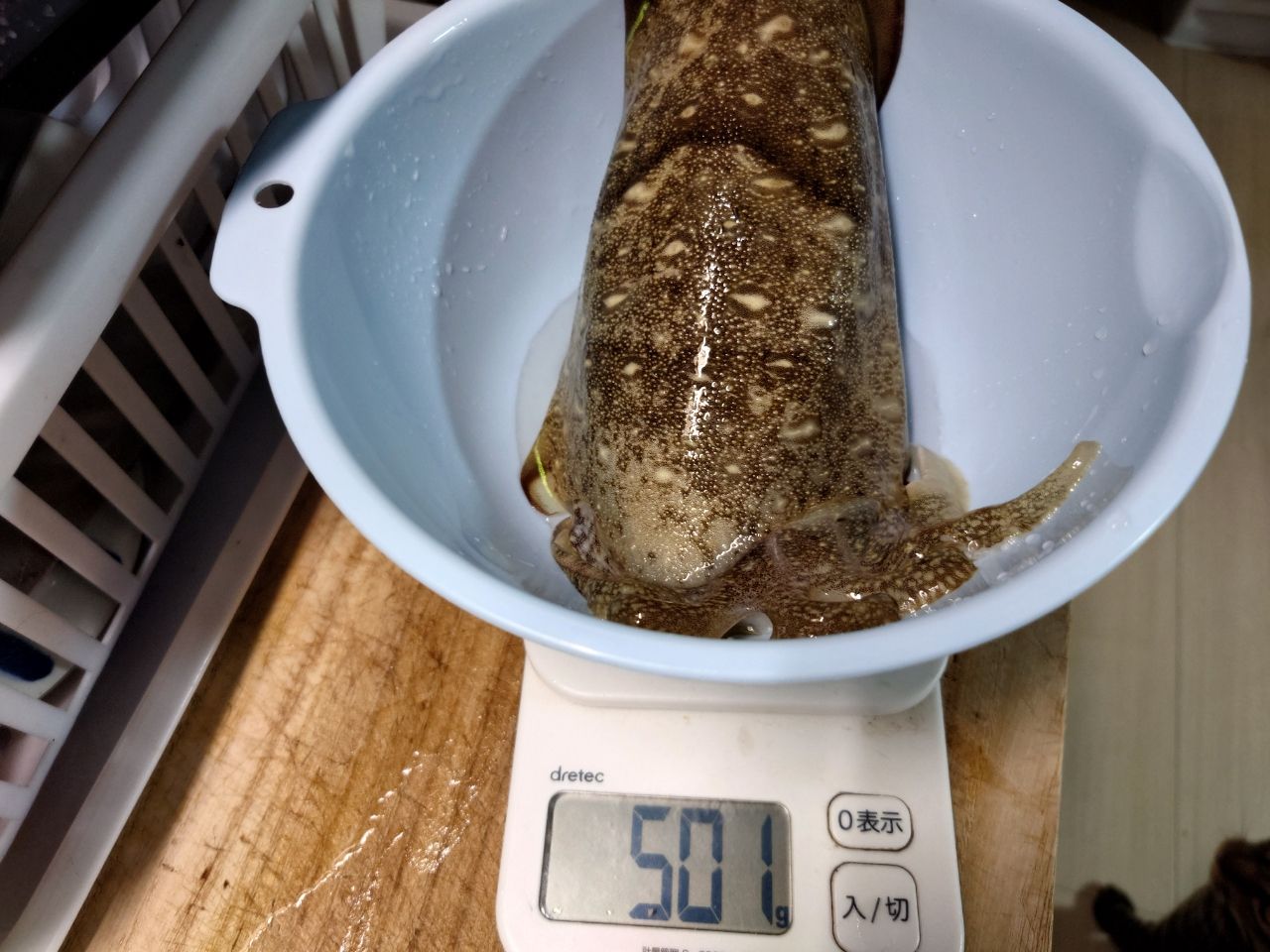 モンゴウイカ