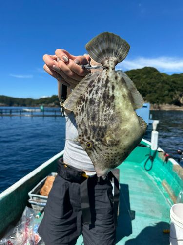 カワハギの釣果