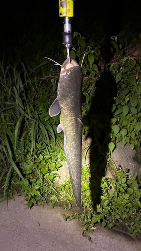 マナマズの釣果