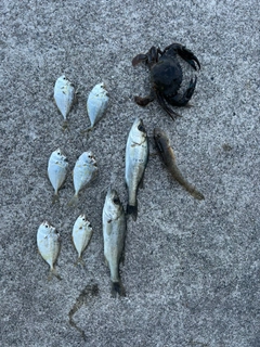 ヒイラギの釣果