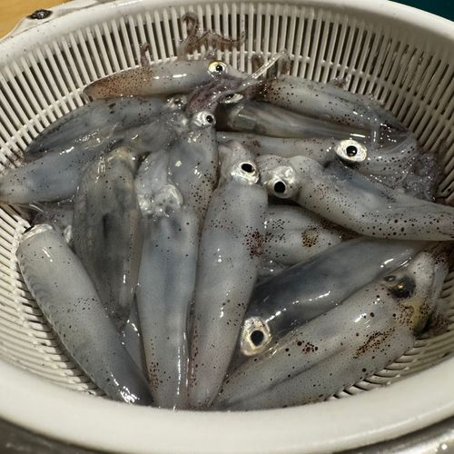 マメイカの釣果