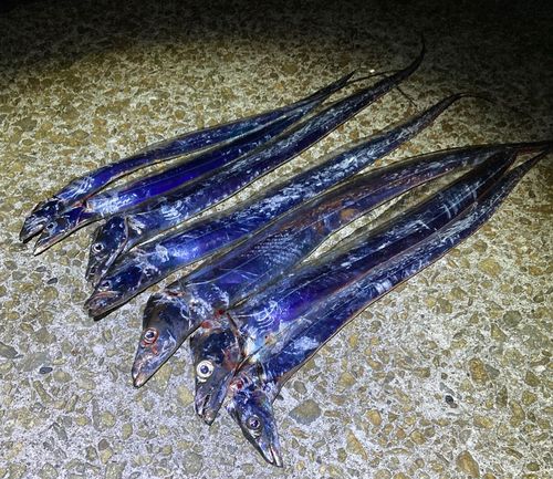 タチウオの釣果