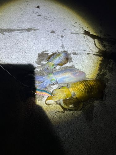 内海