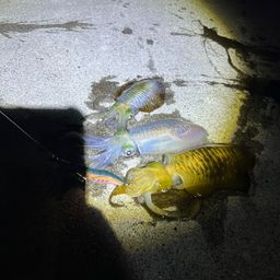 アオリイカ