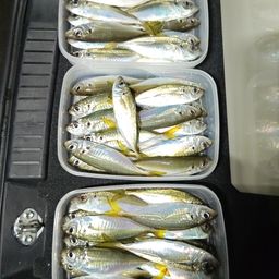アジ