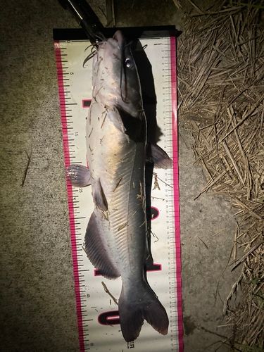 アメリカナマズの釣果