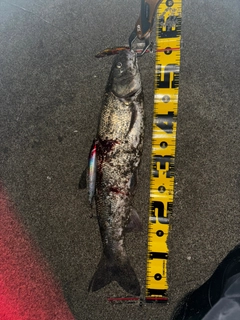 マルタウグイの釣果