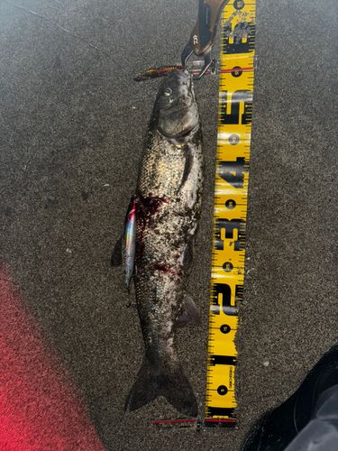 マルタウグイの釣果