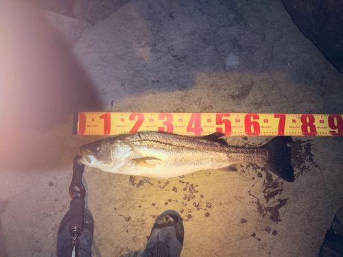 高梁川河口