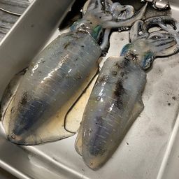 アオリイカ