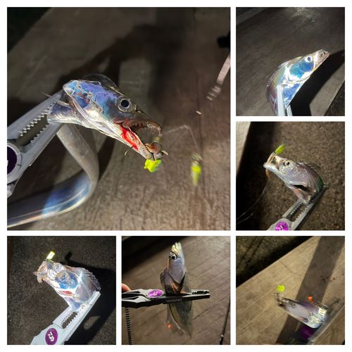タチウオの釣果