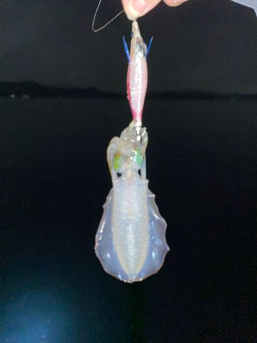津久見湾
