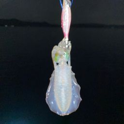 アオリイカ