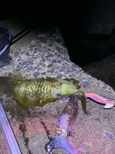 アオリイカの釣果