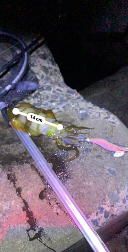 アオリイカの釣果