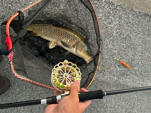 コイの釣果