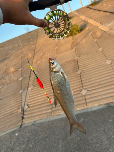 ワタカの釣果