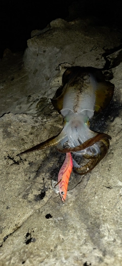 アオリイカの釣果