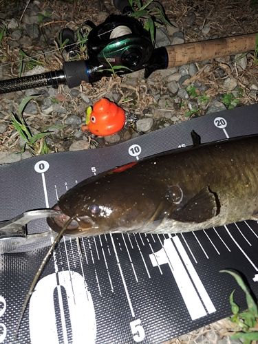 ナマズの釣果