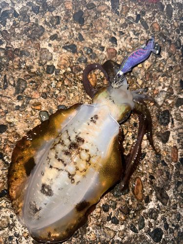 アオリイカの釣果
